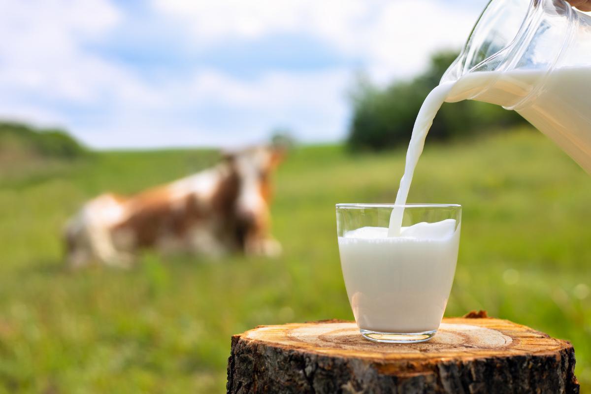 Conheça os benefícios do leite de vaca e tire suas dúvidas sobre essa bebida tão popular